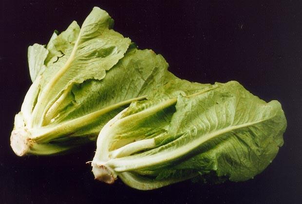 A head of romaine lettuce, a high-risk food under FDA traceability rules